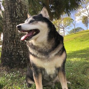 Meet your Posher, Diana